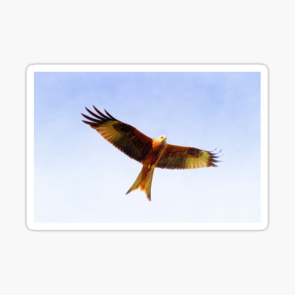 Red Kite in flight Sticker
