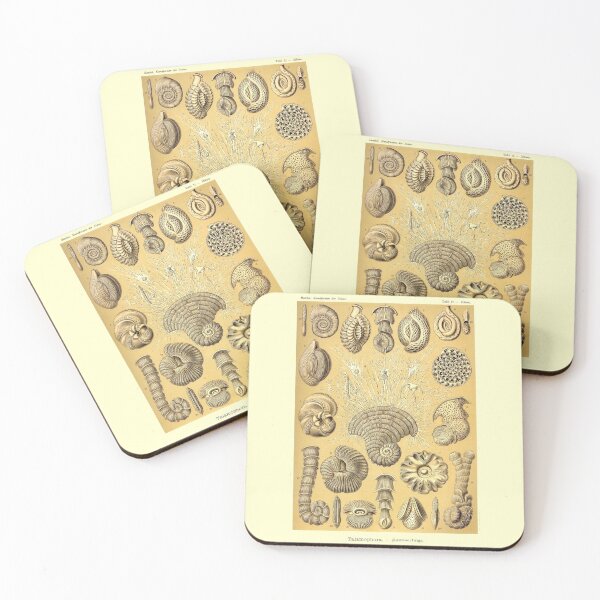 Item preview, Plate 12. Thalamophora (now Foraminifera), amoeboid protozoans designed and sold by Squirrox.