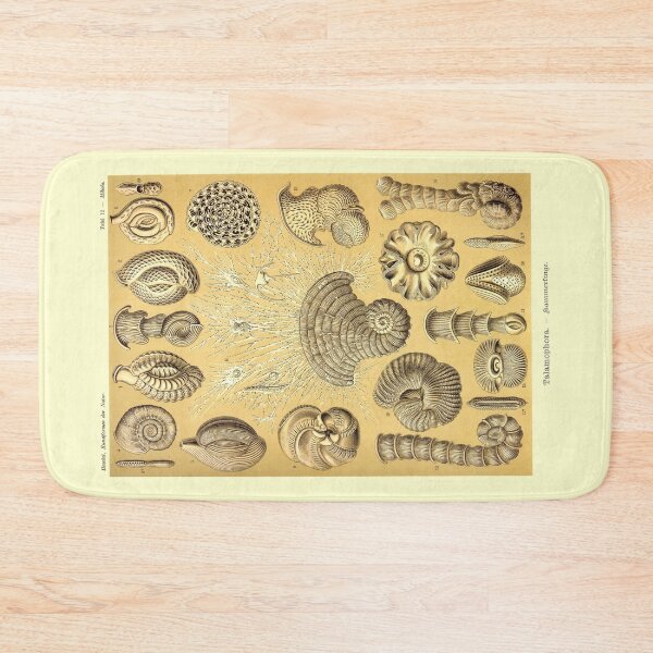 Item preview, Plate 12. Thalamophora (now Foraminifera), amoeboid protozoans designed and sold by Squirrox.