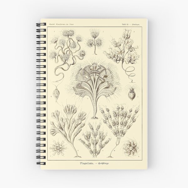 Item preview, Plate 13. Flagellata, organisms with one or more small flagella.  designed and sold by Squirrox.