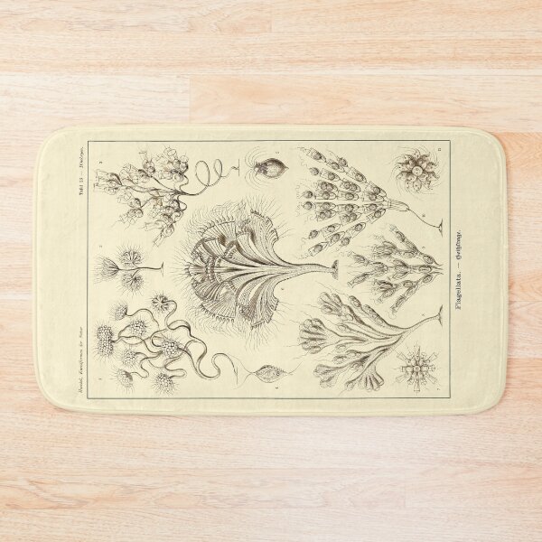 Item preview, Plate 13. Flagellata, organisms with one or more small flagella.  designed and sold by Squirrox.