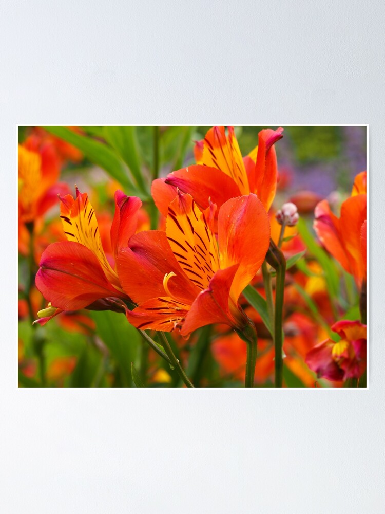 Póster «Lirios Peruanos (Alstroemeria), variedad Orange Glory» de AngieC333  | Redbubble