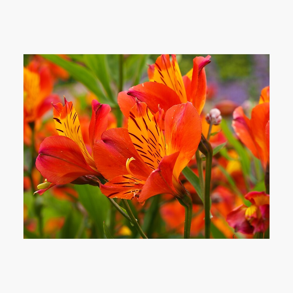 Peruvian Lilies (Alstroemeria), variety Orange Glory