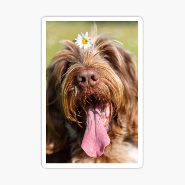 San Francisco Spinone Sticker