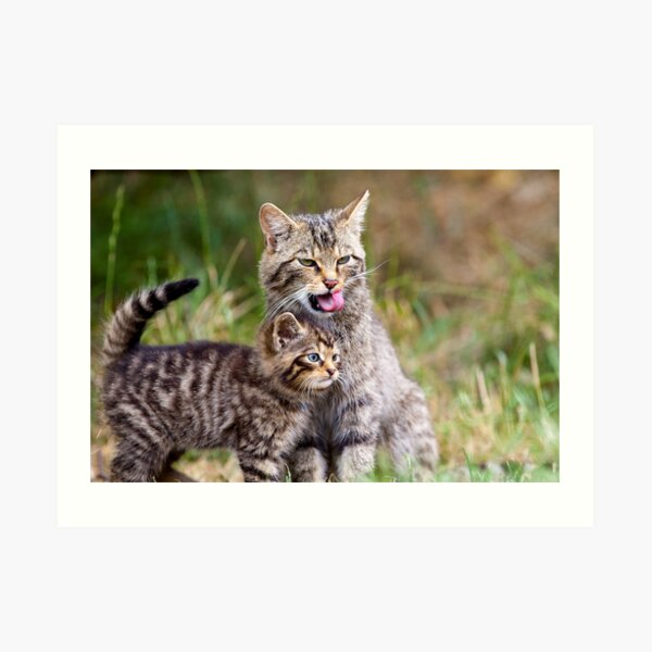 Kit and Cat Art Print
