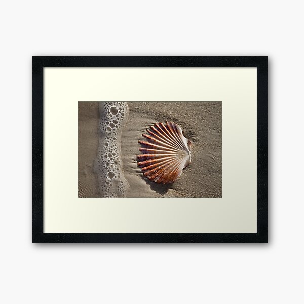 Item preview, Shell at Bryans Beach, Freycinet Peninsula designed and sold by andychiz.