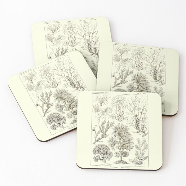 Item preview, Fucoidea (now Fucaceae), a family of seaweed. designed and sold by Squirrox.