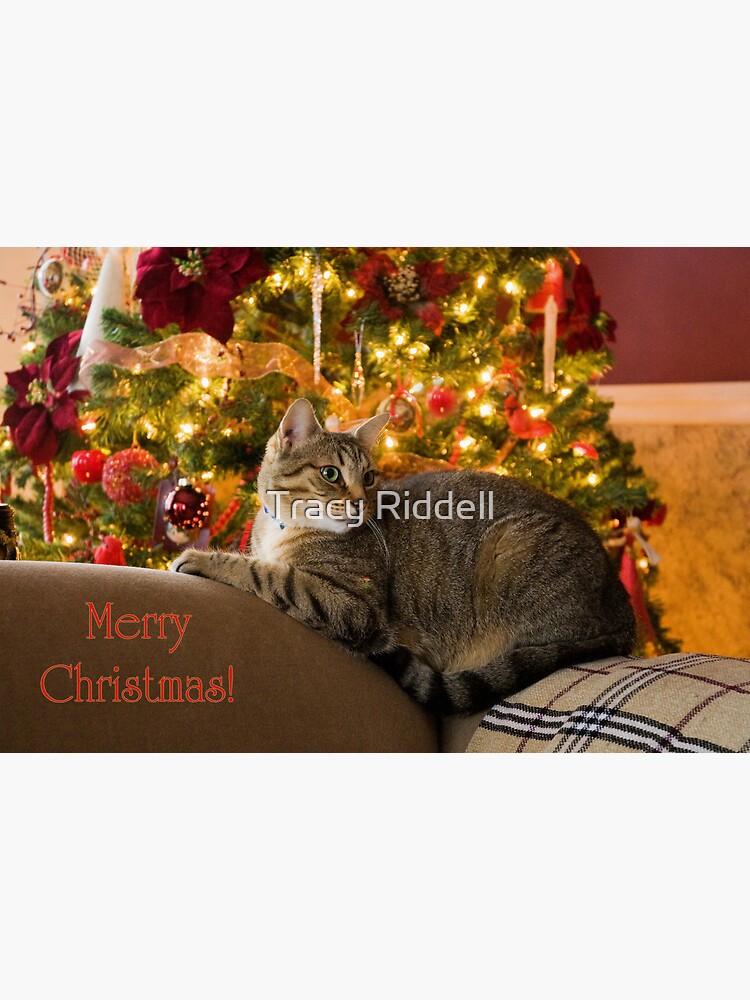 Christmas Kitty by taos