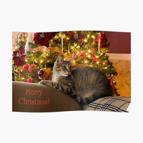 Christmas Kitty Poster