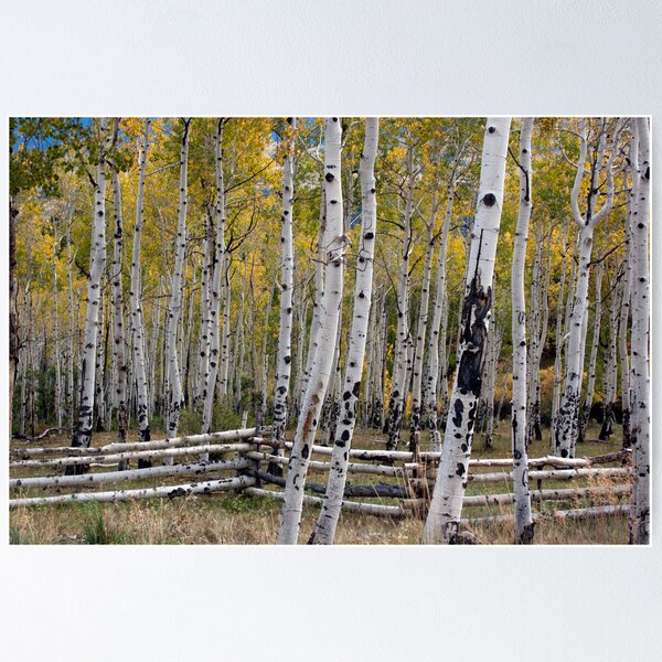 Item preview, Aspens designed and sold by KDPhotos.