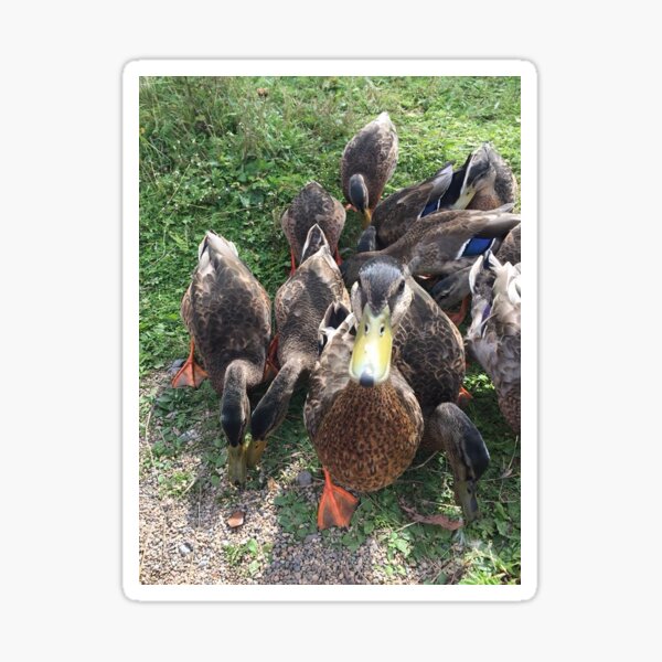 Quack Quack Mother Ducker Sticker