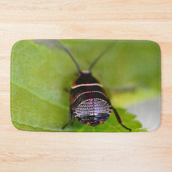 Item preview, A work of art on the back of Ellipsidion sp - Australian Native Cockroach designed and sold by imaginethis.