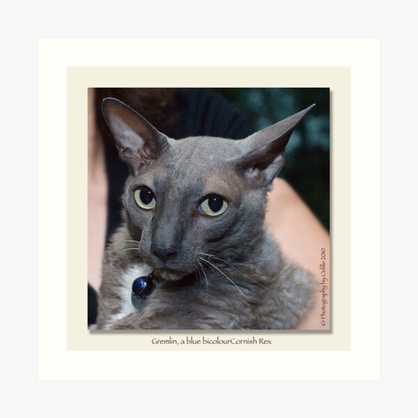 cat calendar image #4 Gremlin, by name and nature Art Print