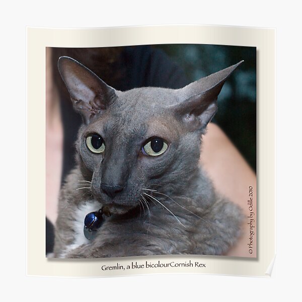 cat calendar image #4 Gremlin, by name and nature Poster