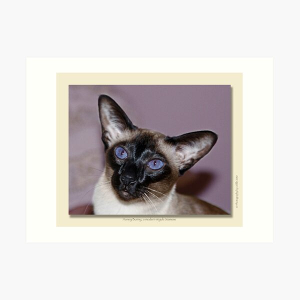 cat calendar image #7 Honey Bunny Art Print