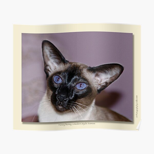 cat calendar image #7 Honey Bunny Poster