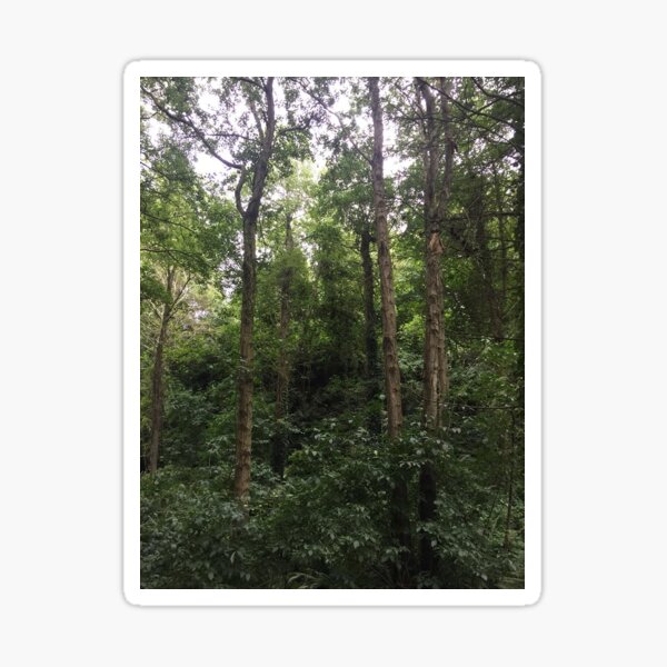 Can't see the forest for the trees Sticker