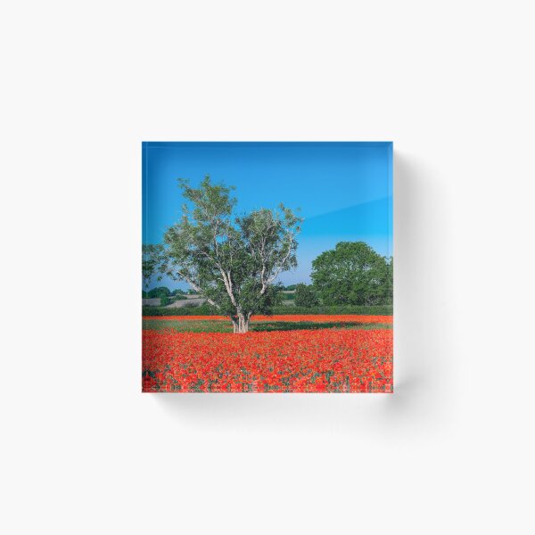 Artikelvorschau, Das Mohnfeld bei Througham nahe Bisley, Stroud, Gloucestershire entworfen und verkauft von Jeff  Wilson.
