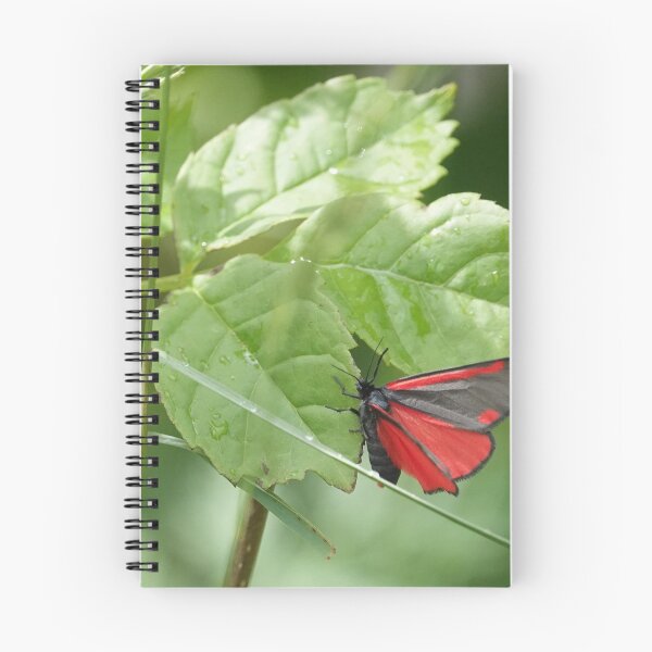 Item preview, The Cinnabar  designed and sold by frogs123.