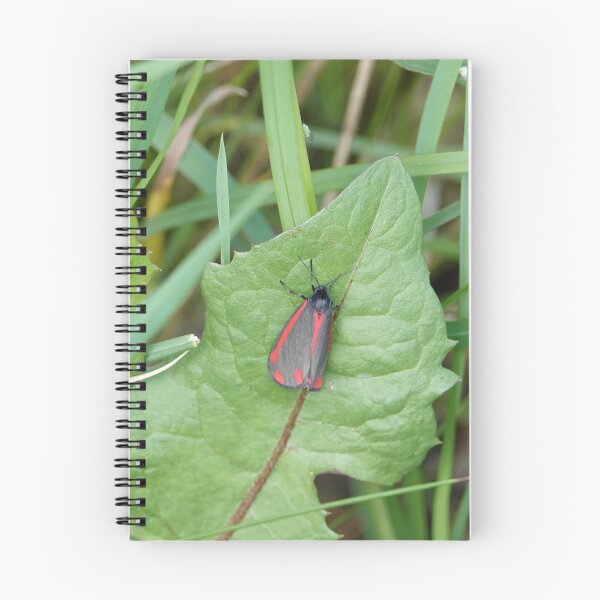 Item preview, The Cinnabar ( Tyria jacobaea ) designed and sold by frogs123.