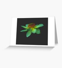 Nelumbo nucifera Greeting Card