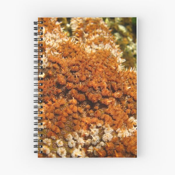 Item preview, super macro designed and sold by pabssy.
