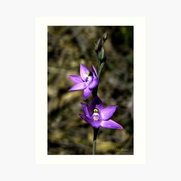 Scented Sun Orchid, Thelymitra macrophylla Art Print