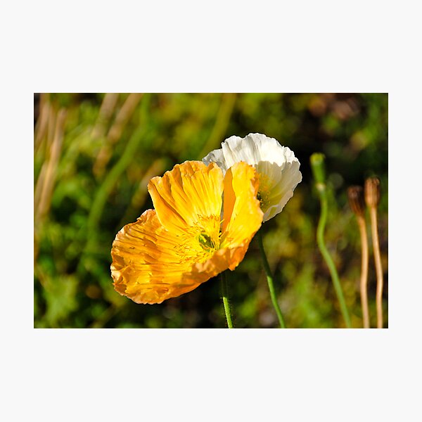 Aperçu de l'œuvre Poppies créée et vendue par freckles82.