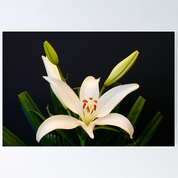 Item preview, Floral Portrait designed and sold by jwwallace.