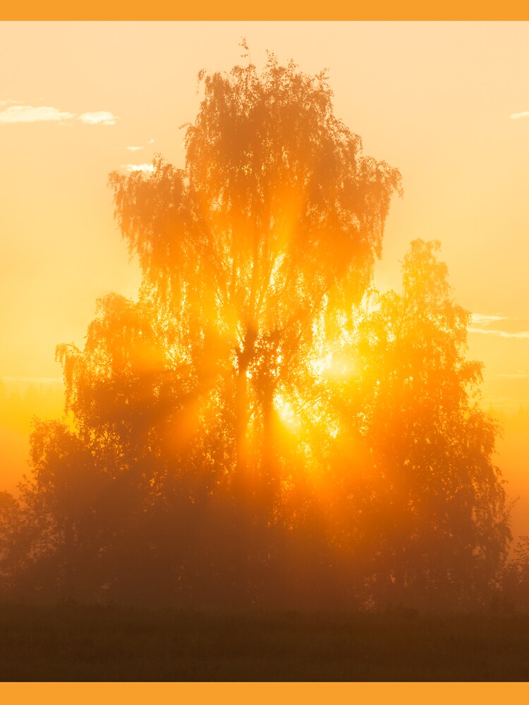 Sunbeams through tree in morning fog by Juhku