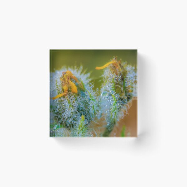 Item preview, Flower macro designed and sold by PeterCseke.