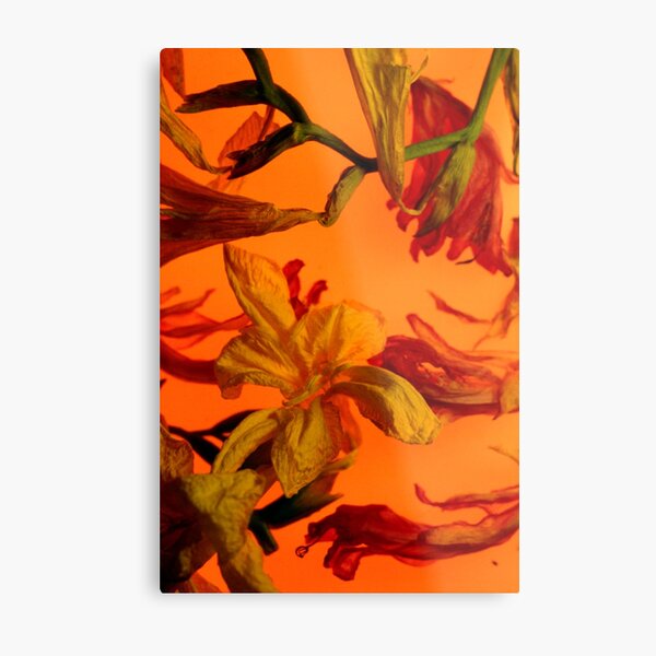 Fresia Orange Metal Print