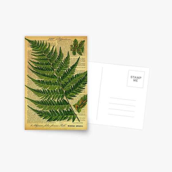 Botanical print, on old book page Postcard