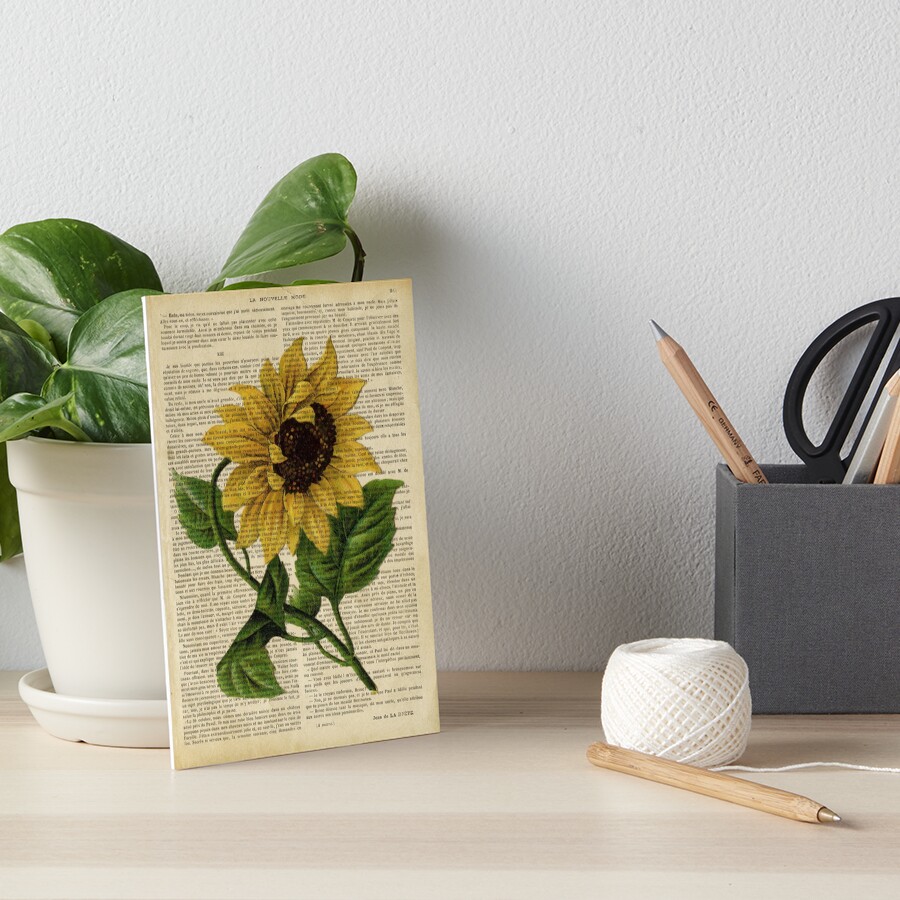 Botanical print, on old book page - flowers- Sunflower Art Board Print