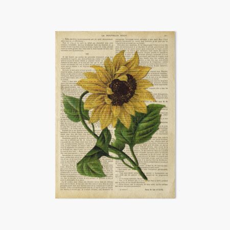 Botanical print, on old book page - flowers- Sunflower Art Board Print