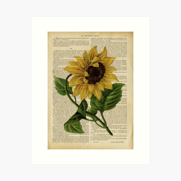 Botanical print, on old book page - flowers- Sunflower Art Print