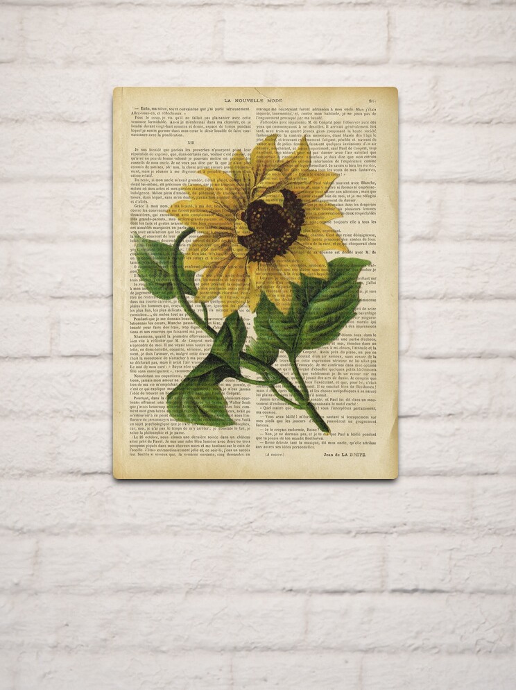 Botanical print, on old book page - flowers- Sunflower  Metal