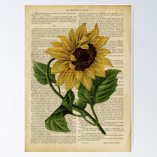 Item preview, Botanical print, on old book page - flowers- Sunflower  designed and sold by Art by Lilia.