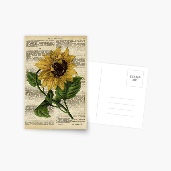 Botanical print, on old book page - flowers- Sunflower Postcard