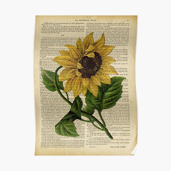 Botanical print, on old book page - flowers- Sunflower Poster