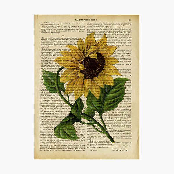 Botanical print, on old book page - flowers- Sunflower Photographic Print