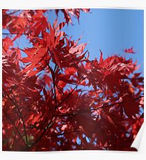 Japanesse Maple Leaves Poster