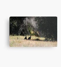 TURKEYS IN THE SHADE Metal Print