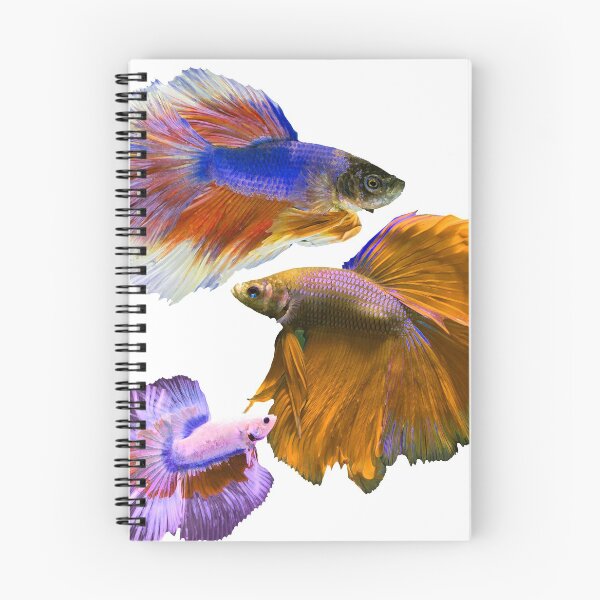 Item preview, 3 drawn fighting fish rainbow colorful designed and sold by Muk1.
