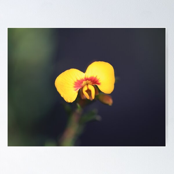 Item preview, Dillwynia tenuifolia designed and sold by ausnative.