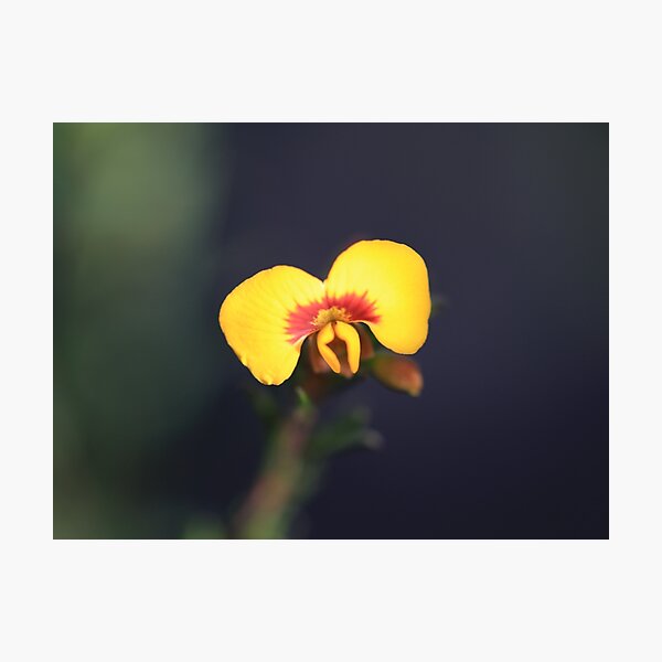 Aperçu de l'œuvre Dillwynia tenuifolia créée et vendue par ausnative.
