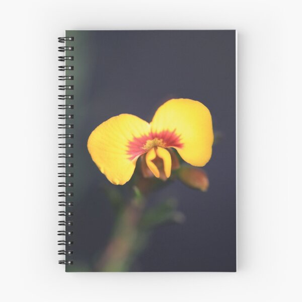 Artikelvorschau, Dillwynia tenuifolia entworfen und verkauft von ausnative.