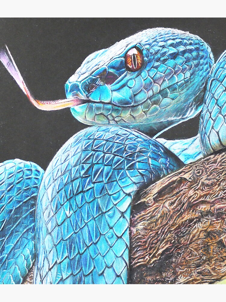 snake 3d Colored Art Drawing