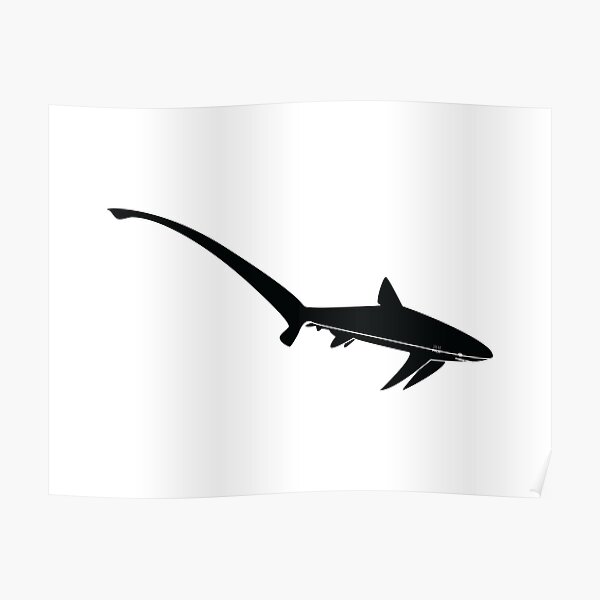 Thresher Shark Poster By Studiodue Redbubble