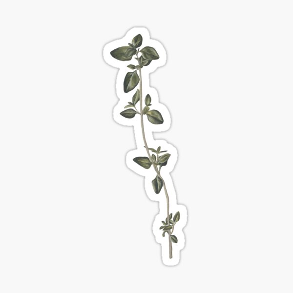 Item preview, Thyme Botanical Painting designed and sold by bfdubay.